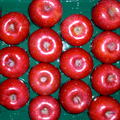 rec-040.jpg
